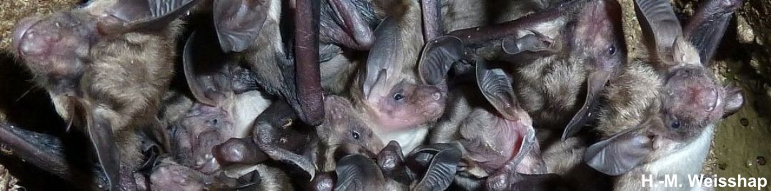 Junge Bechsteinfledermäuse (Myotis bechsteini) Junge Bechsteinfledermäuse (Myotis bechsteinii)