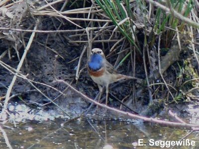 Blaukehlchen (Luscinia svecica) Blaukehlchen (Luscinia svecica)