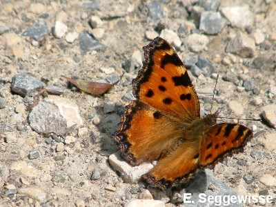 Großer Fuchs (Nymphalis polychlorus) Großer Fuchs (Nymphalis polychlorus)