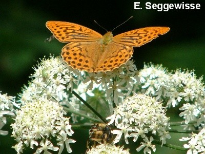 Kaisermantel (Argynnis paphia) Kaisermantel (Argynnis paphia)