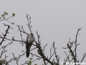 Kuckuck (Cuculus canorus)