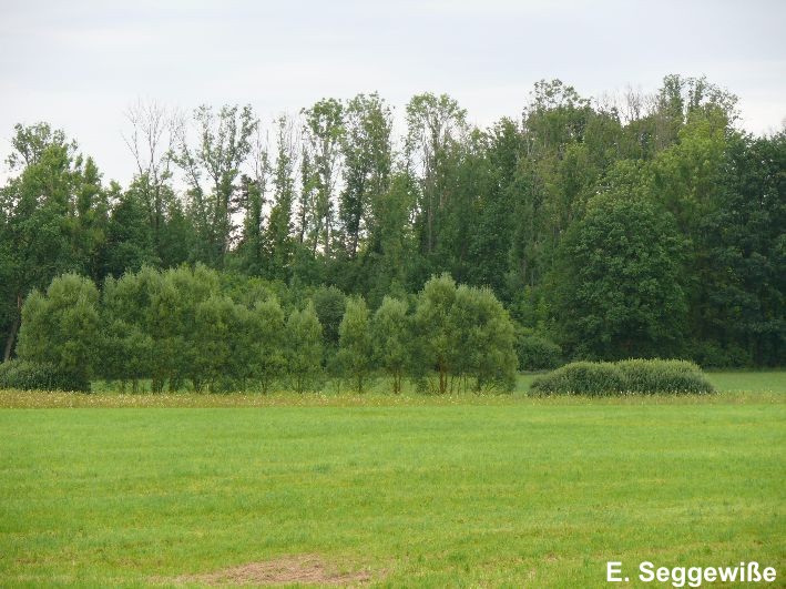 NSG Altwiesen mit gepflanzten Weiden am Graben