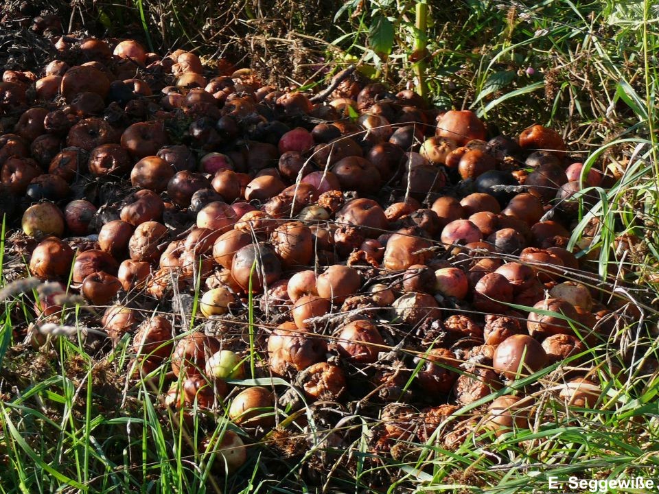 Obstabf&auml;lle