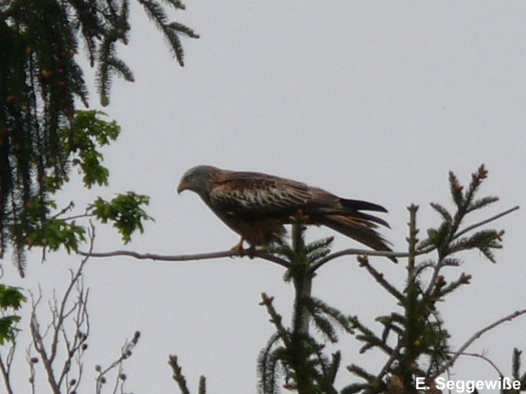 Rotmilan