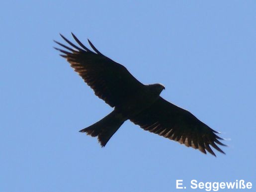 Schwarzmilan