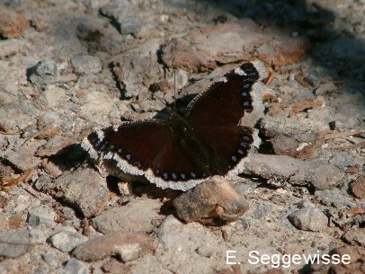 Trauermantel (Nymphalis antiopa)